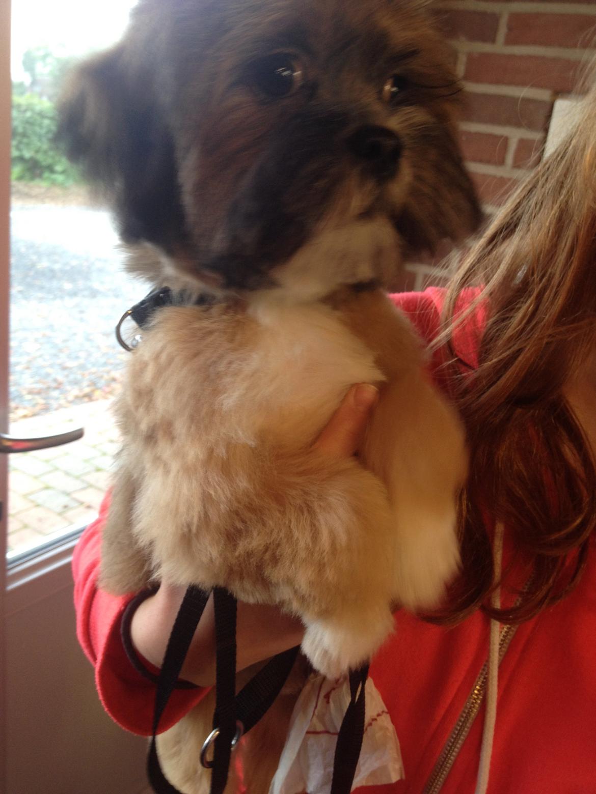 Lhasa apso Neymar billede 2