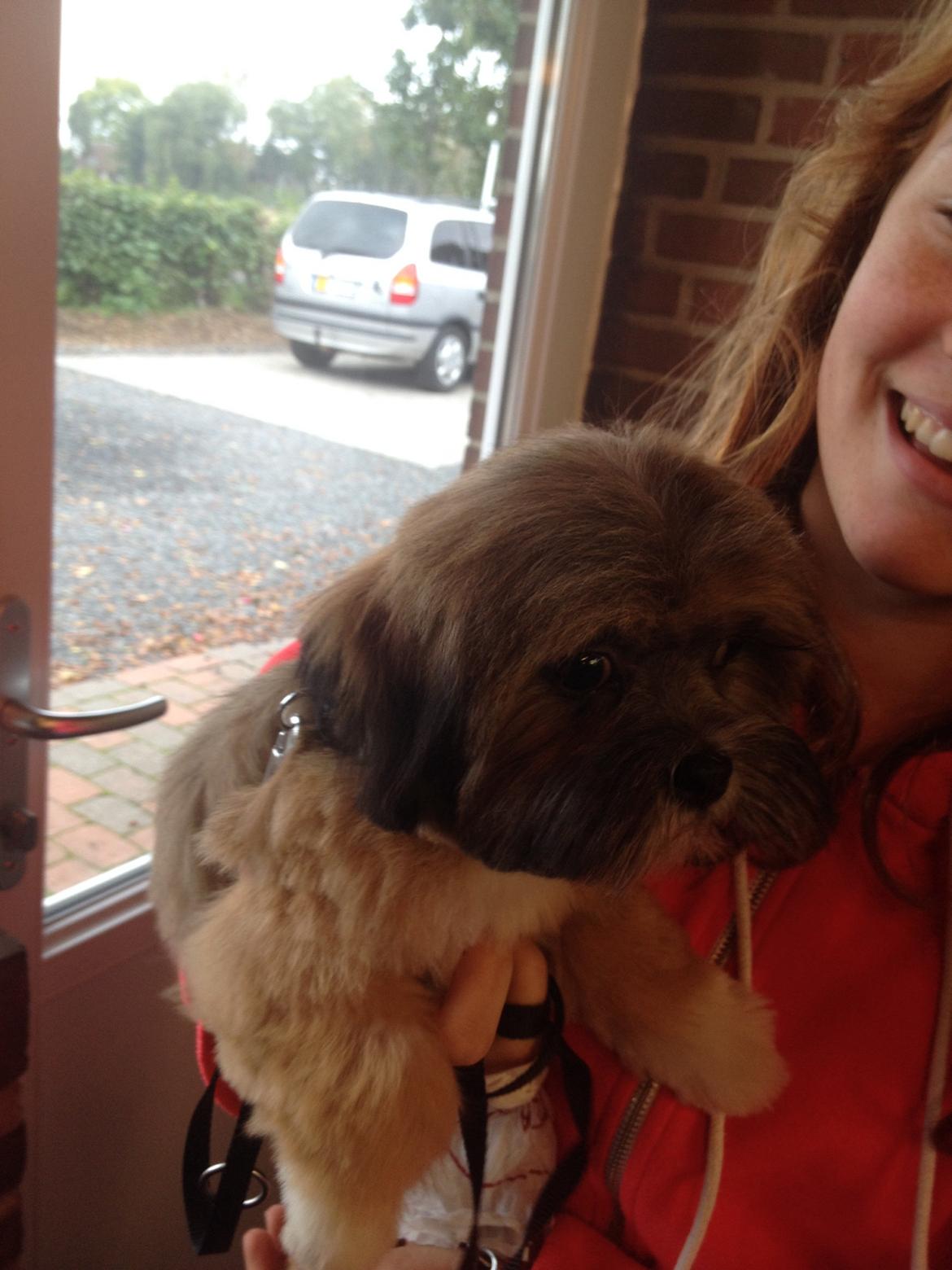 Lhasa apso Neymar billede 1