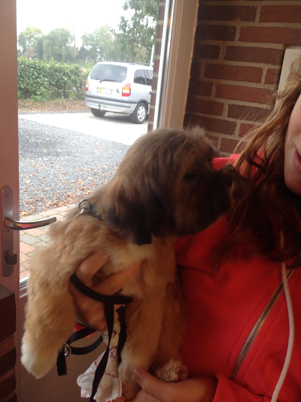 Lhasa apso Neymar billede 3