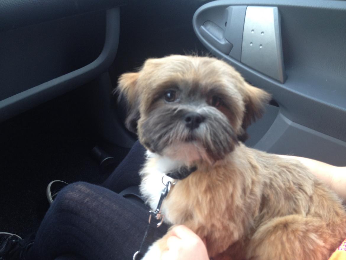 Lhasa apso Neymar billede 4