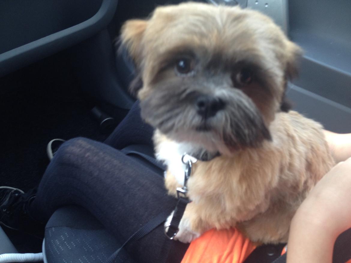 Lhasa apso Neymar billede 6