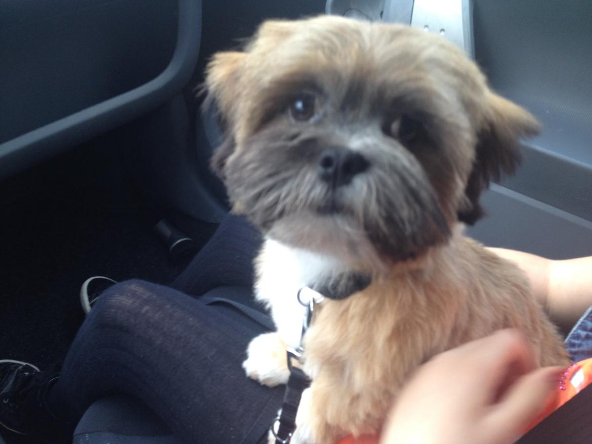 Lhasa apso Neymar billede 5