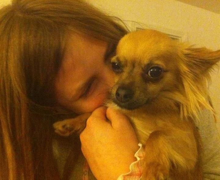 Chihuahua Chico billede 1