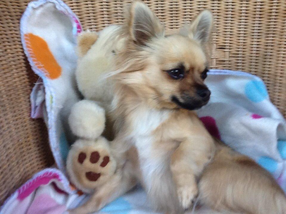 Chihuahua Chico billede 5