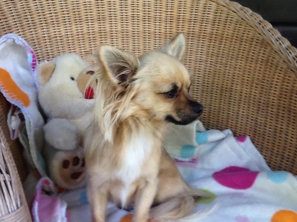 Chihuahua Chico billede 6