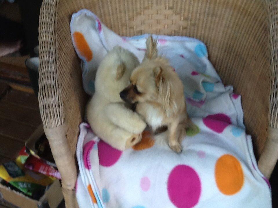 Chihuahua Chico billede 7