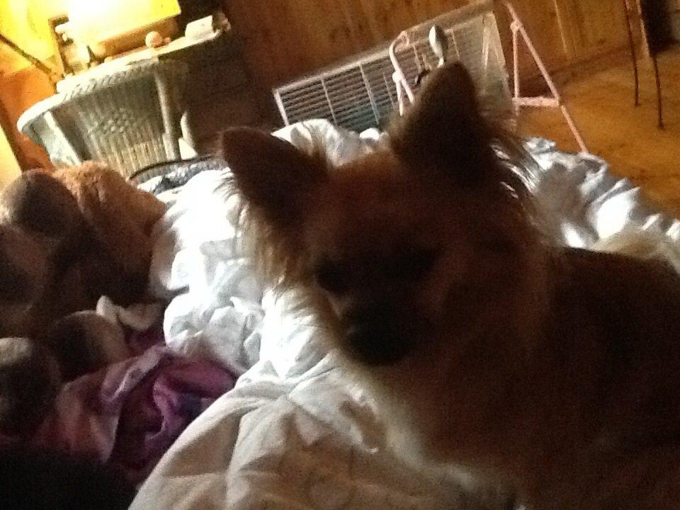 Chihuahua Chico billede 10