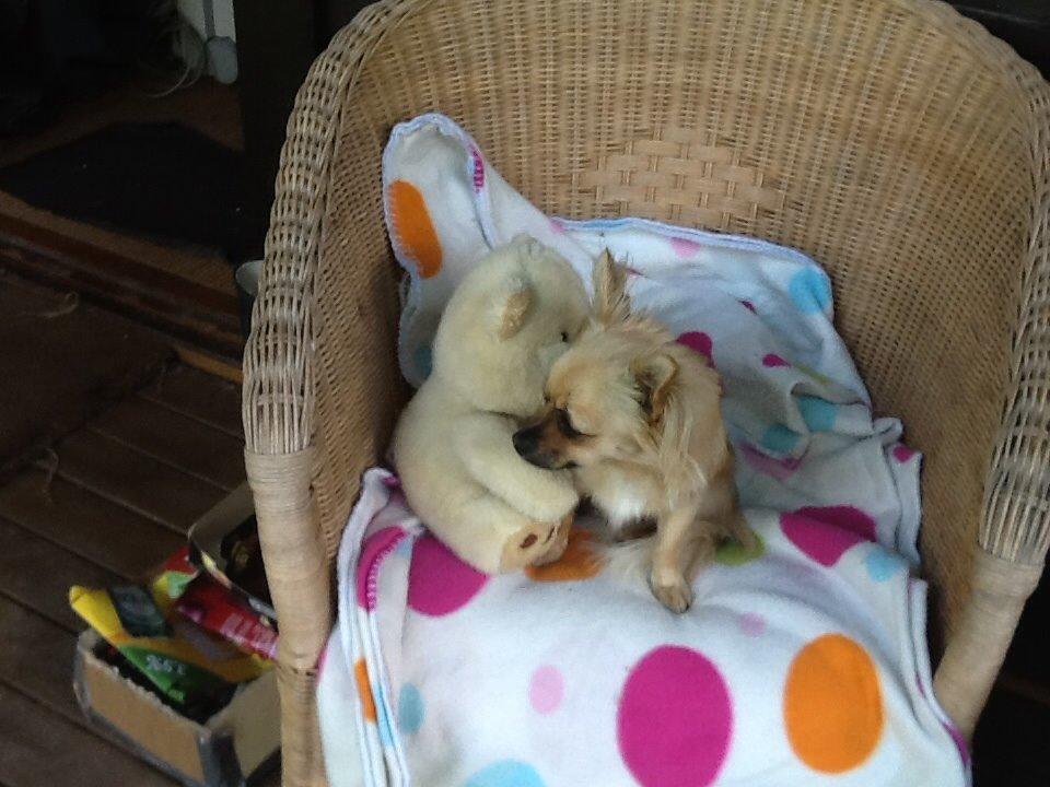 Chihuahua Chico billede 9