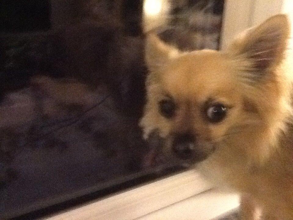 Chihuahua Chico billede 12