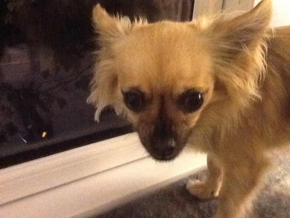 Chihuahua Chico billede 14