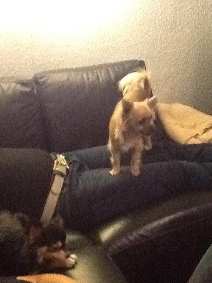 Chihuahua Chico billede 19