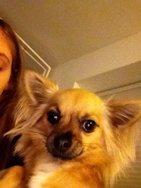 Chihuahua Chico billede 23