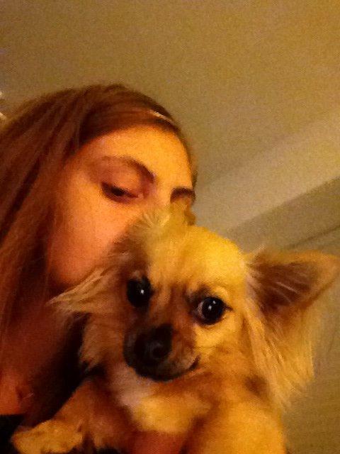 Chihuahua Chico billede 25