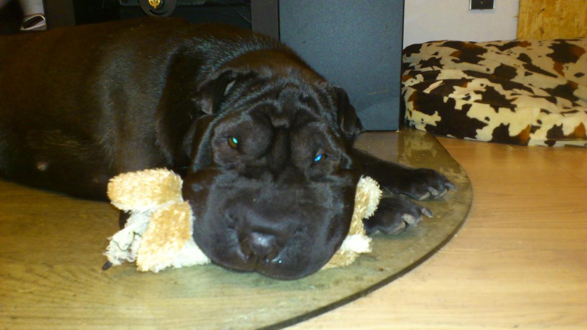 Shar pei Chili billede 28