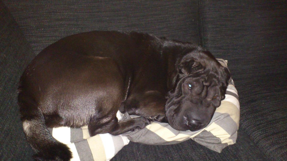 Shar pei Chili billede 29