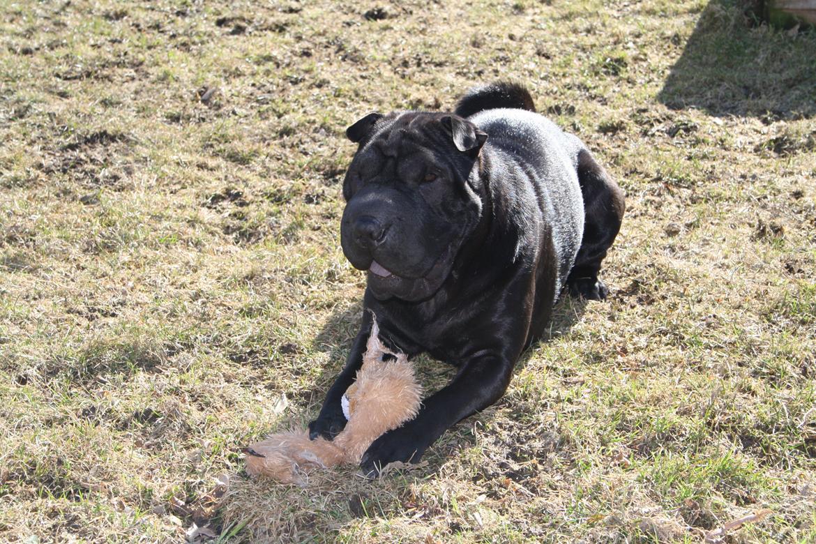 Shar pei Chili billede 30