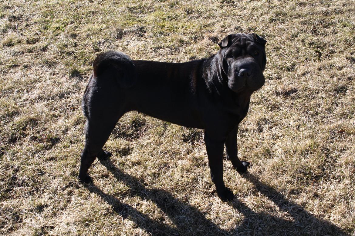 Shar pei Chili billede 31