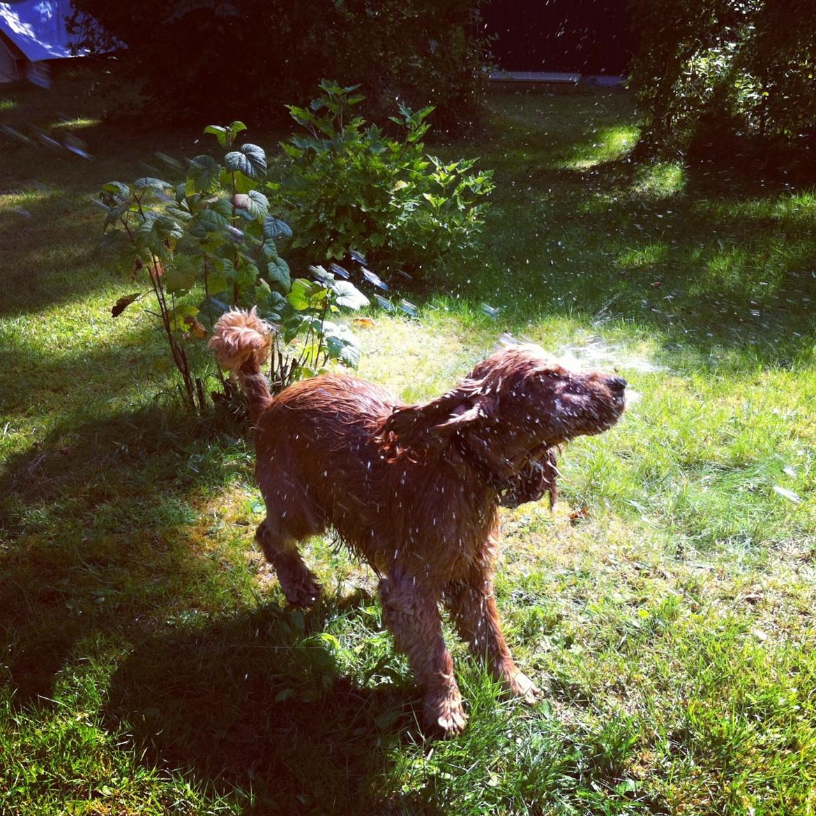 Cocker spaniel Bernard - I sommerhus 2013 Fotofraf: Mig selv billede 8