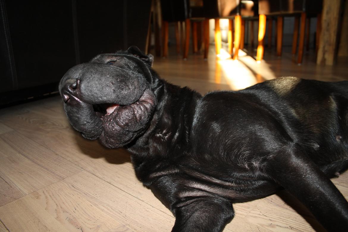 Shar pei Chili billede 27