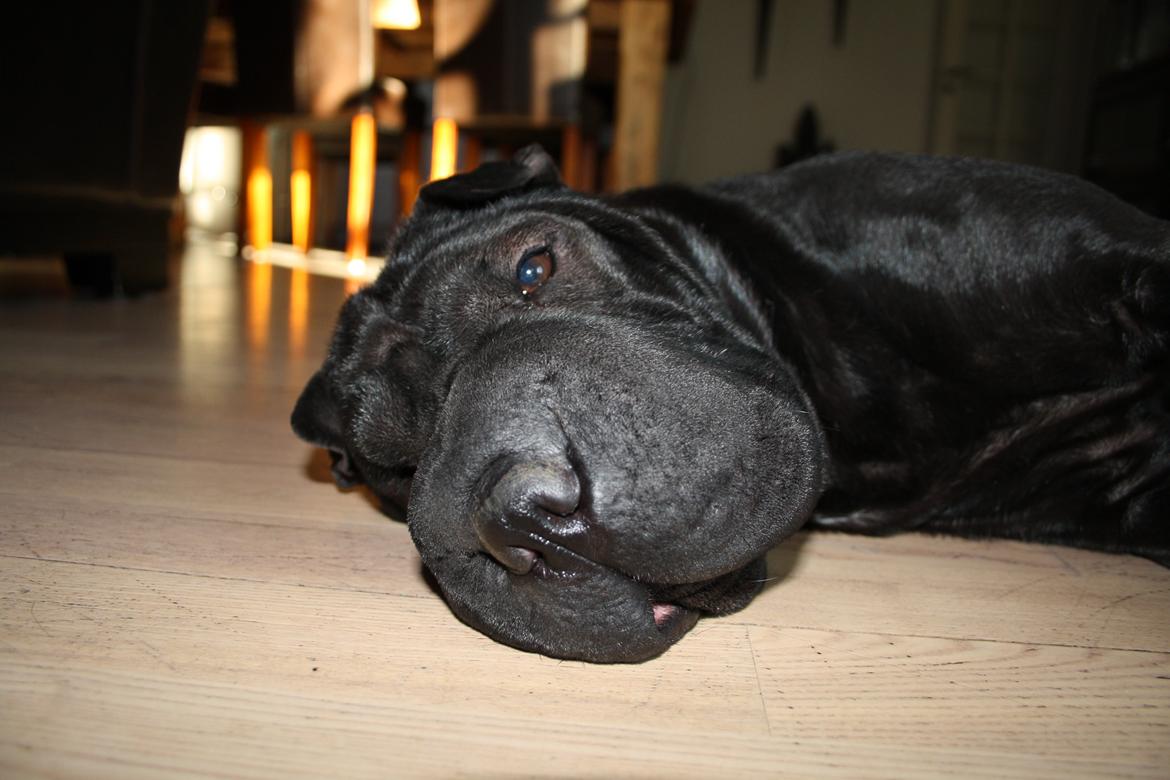 Shar pei Chili billede 26