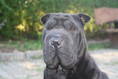Shar pei Chili billede 32
