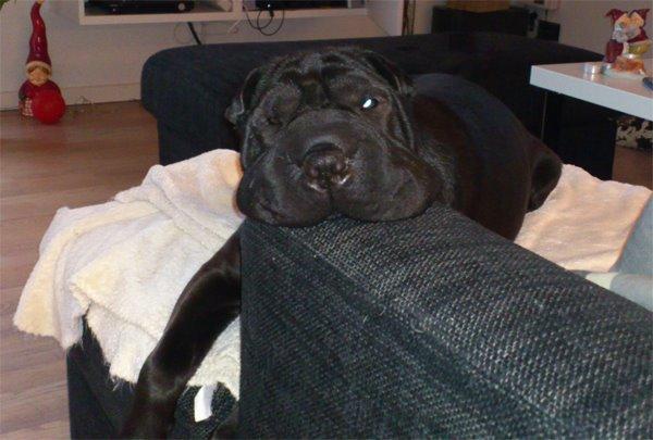 Shar pei Chili billede 33