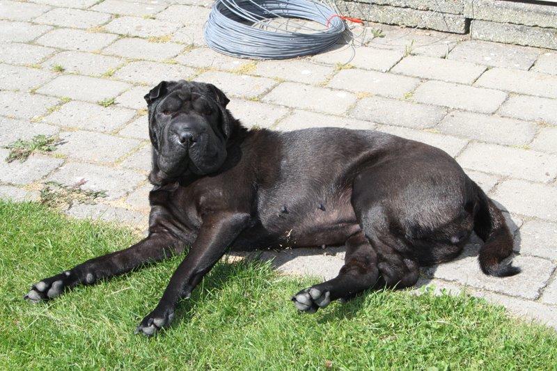 Shar pei Chili billede 34