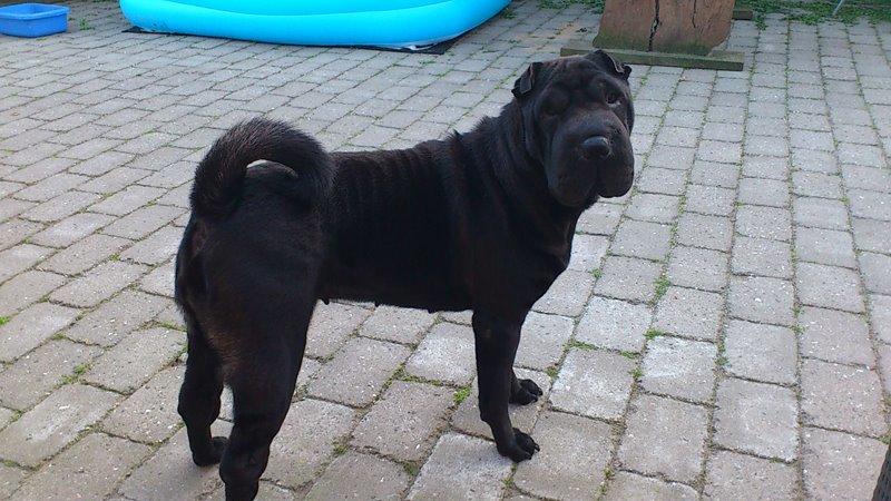 Shar pei Chili billede 37