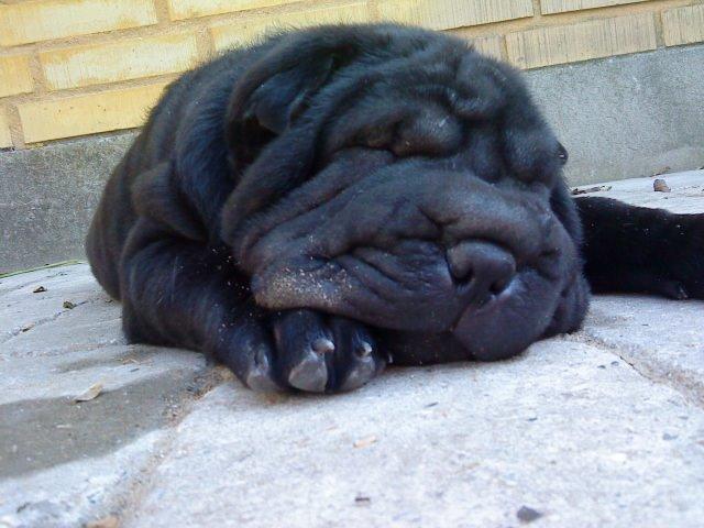 Shar pei Chili billede 38