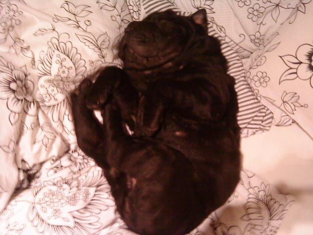 Shar pei Chili billede 39