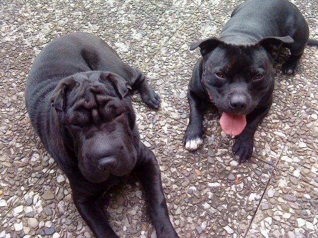 Shar pei Chili billede 36