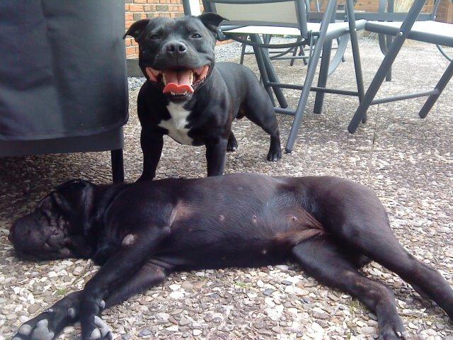 Shar pei Chili billede 35