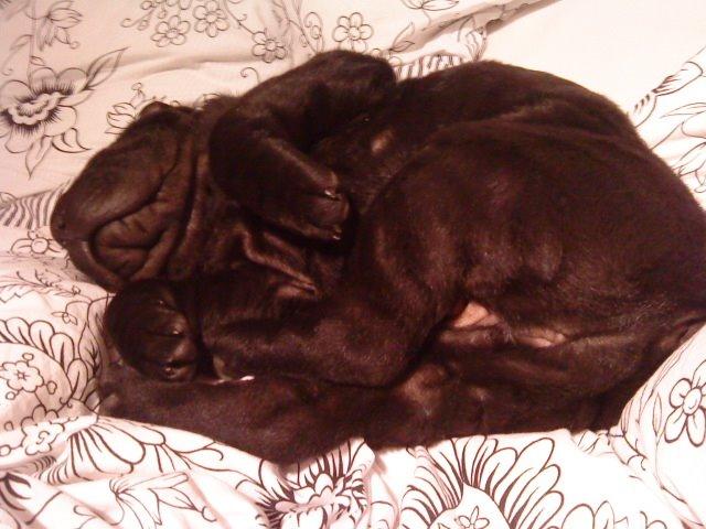 Shar pei Chili billede 40