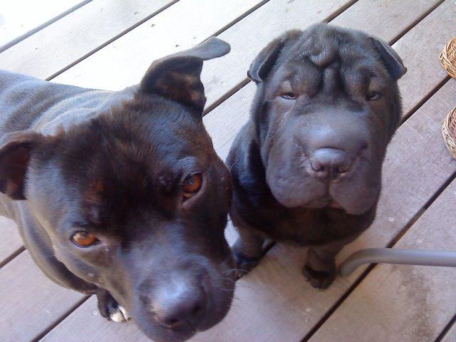 Shar pei Chili billede 42