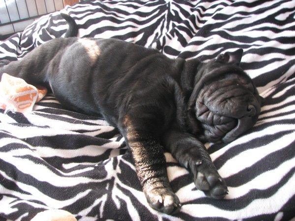 Shar pei Chili billede 43