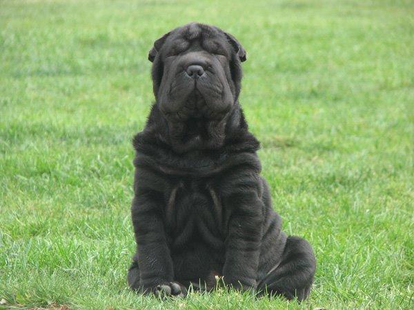 Shar pei Chili billede 25
