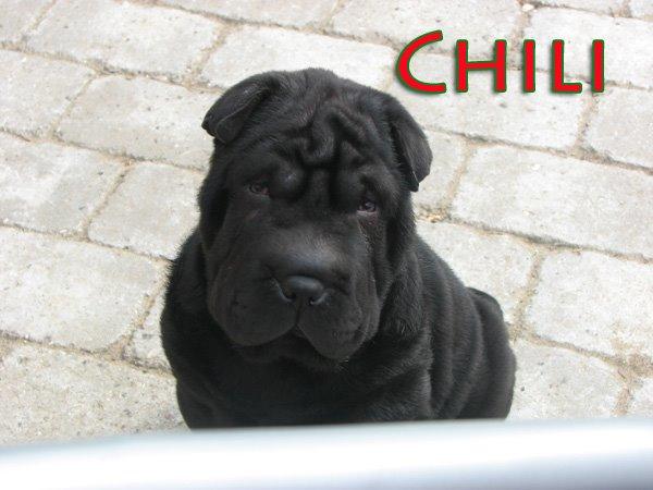 Shar pei Chili billede 24