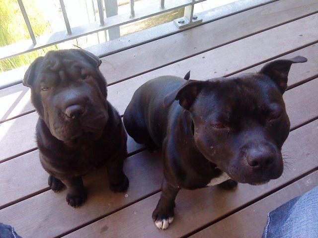 Staffordshire bull terrier Zicki billede 5