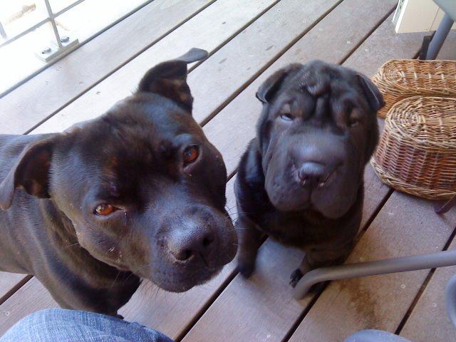 Staffordshire bull terrier Zicki billede 6