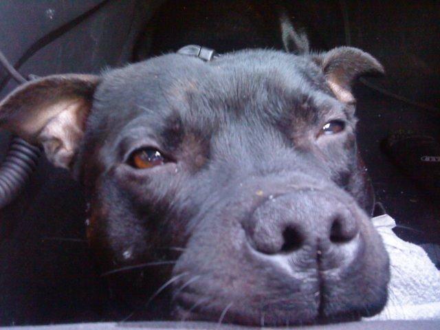 Staffordshire bull terrier Zicki billede 7