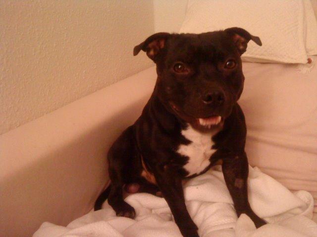 Staffordshire bull terrier Zicki billede 8