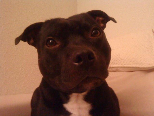 Staffordshire bull terrier Zicki billede 9