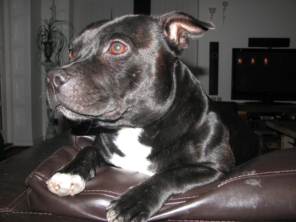 Staffordshire bull terrier Zicki billede 10