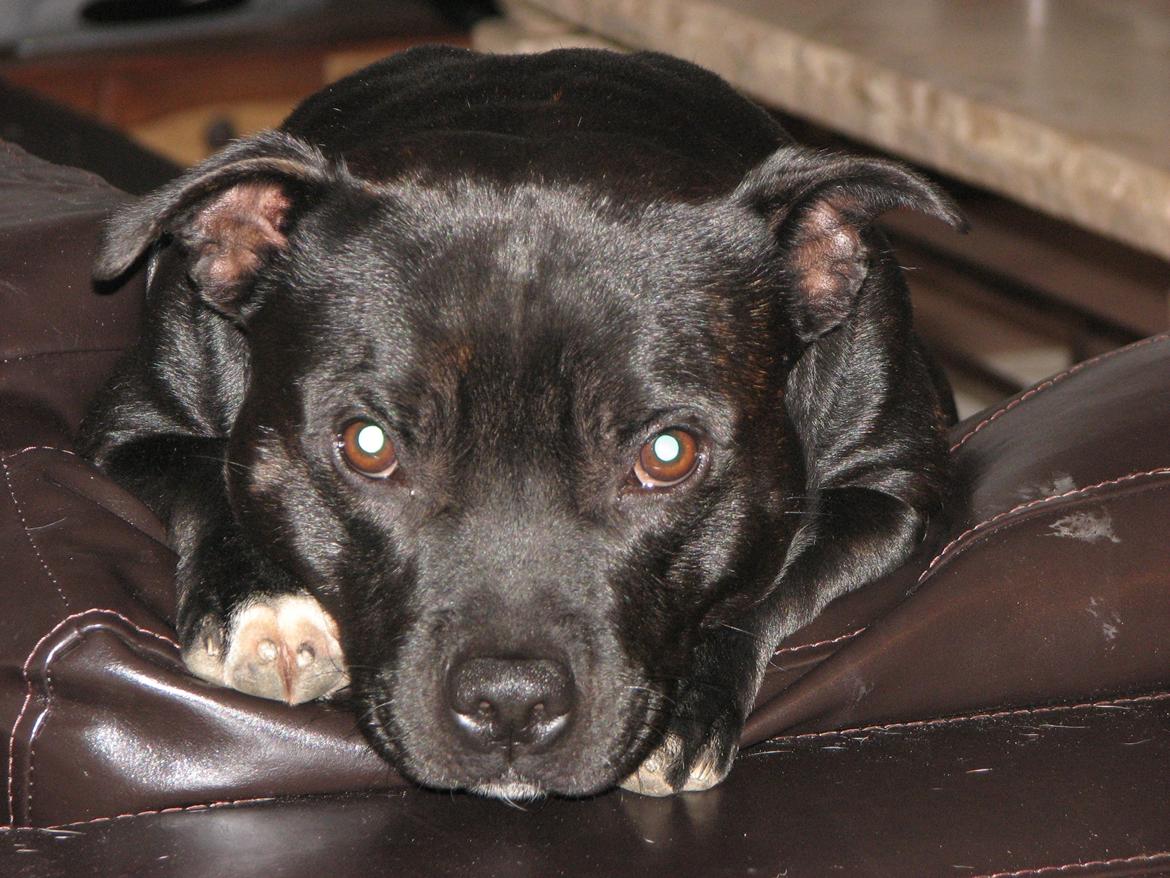 Staffordshire bull terrier Zicki billede 11