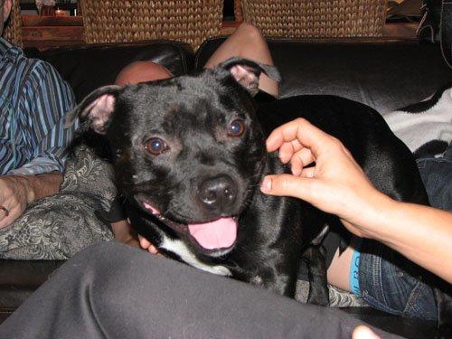 Staffordshire bull terrier Zicki billede 12