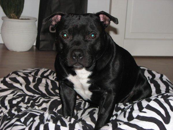Staffordshire bull terrier Zicki billede 3