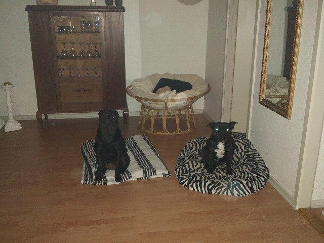 Staffordshire bull terrier Zicki billede 14