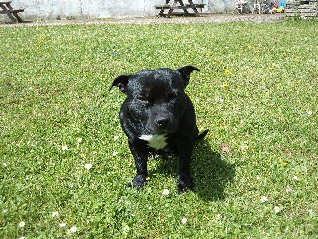 Staffordshire bull terrier Zicki billede 15