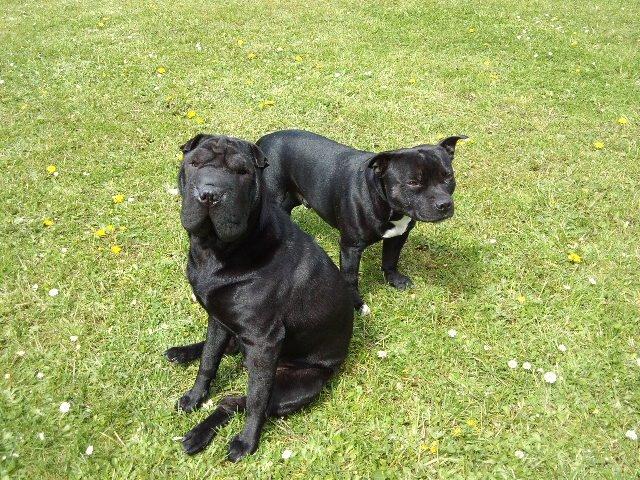 Staffordshire bull terrier Zicki billede 16