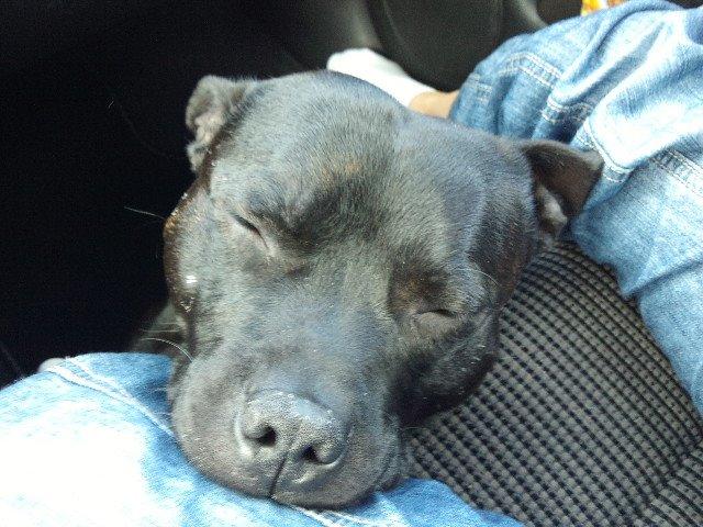 Staffordshire bull terrier Zicki billede 17